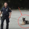 難怪「德國狼犬」智商排名犬界第三！這個警察一聲令下，警犬做了五歲小孩才能學會的動作