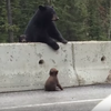 小熊亂跑到馬路上，超暖熊媽媽急著把牠抓回去的模樣...看的人都被融化！（附影片）