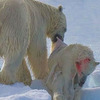 攝影師到北極旅行，看到這些震驚畫面！ 北極熊為不餓肚子，竟然...網友看了全淚崩!!(附影片)