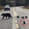 小黑熊虛弱到跟不上媽媽而被丟棄...警察發現後一個霸氣神救援，結局真的超暖心！