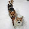 別在喝水時看！超爆笑！7隻第一次看到雪的狗狗，牠們的爆笑反應絕對讓你噴笑！