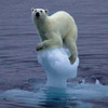 「游了百里，只為腳下一塊冰...」攝影師到北極旅行，拍到這些震驚畫面...網友看了超感傷！！(附影片)