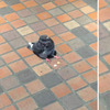 逛街到一半，遇見ㄧ隻「小胖鴿」坐在地上！仔細一看...網友當場笑噴！！