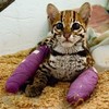 有著靈動大眼的長尾虎貓寶寶被猛獸攻擊導致多處骨折，在獸醫的特殊的治療下免於截肢的命運！
