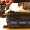 「不准你旅行！」正準備打包行李，想不到家裡喵皇「大舉攻佔行李箱」...網友全笑噴！