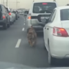 虛榮心作祟！卡達高速公路上驚見寵物虎逃出車外，讓所有駕駛嚇傻了眼