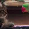 為了給小喵好的第一印象，鸚鵡「邊喵叫」邊靠近小貓...小喵反應讓網友全笑噴融化！（附影片）
