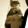 為什麼養貓的家裡都要有「玻璃桌」，看完這些照片後，所有鏟屎官都手刀衝去買！