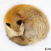 火狐瀏覽器！一系列超可愛狐狸捲成一圈的照片，引發推特網友瘋傳！