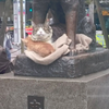 貓咪母子睡在八公雕像下好可愛，背後其實隱藏黑暗事實...網友：「牠們是被強迫放上去的！」