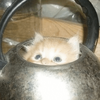 你在水壺裡面幹嘛！？養貓之後，總是在好奇怪的地方發現牠們...喵皇邏輯超難懂的阿！