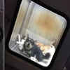 日本流浪狗安樂死完全不「安樂」，所謂「美夢箱」其實是15分鐘怵目驚心的「噩夢」