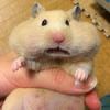 網友投稿「世界最醜倉鼠比賽」，每張都讓人笑到肚子痛！