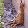 「用完就吊起來等死」跑最快的格雷伊獵犬，在西班牙只是用過就丟的「工具狗」