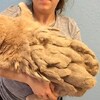 13歲的老貓全身的毛打結超級嚴重幾乎難以行走，剃掉厚厚的毛後，出現的是一隻世紀大美貓！