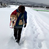 「明明在雪國出生，卻因為下雪而不肯散步！」這系列柴柴的爆笑照片...網友全笑炸！