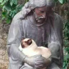 「雕像懷中的是聖貓顯靈嗎？」這些把自己當成「聖貓顯靈」的喵皇...網友全笑噴！