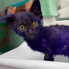 小喵被惡意潑上顏料，被暖心人救援洗淨染料後...是一隻超級大美貓，超感動！