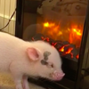 靠著火爐聽著音樂，露出超享受表情，全世界最幸福的小烤豬...網友：「過得比我還好！」