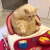 胖貓想霸佔小主人的嬰兒車，結果「胖到整隻卡住」...手太短連車車都摸不到啦！