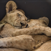 「給孫子的禮物？」戰亂地區幼獅兄妹遭動物園作為「寵物」出售，所幸在動保組織的介入下成功阻止悲劇發生