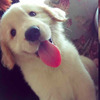 網友花萬元買了這隻黃金獵犬，教了3個月竟只學會....看了笑噴！！
