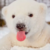 第一次看見雪，小北極熊下一秒開始「低頭狂吃」，超可愛的北極熊照片，你能忍到第幾張才融化！？