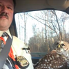 「咦!?我怎麼會在警車上?」警察大哥把車禍的貓頭鷹救上車，牠一臉呆萌疑惑的模樣讓人融化！