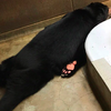 「好熱呀~」大熊整個癱地上「冰肚肚」對抗酷暑，但所有人的焦點全在牠的「粉紅熊掌」上阿！！