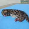 從大火中救出剛出生的喵寶寶，檢查後才發現...這隻是虎貓阿！！