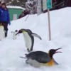 本鵝是用滑的，企鵝表演「冰上滑行技巧」，結束後「感謝觀眾」的方式...是在參加奧運嗎！？