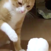 喵皇舉起貓掌狂打雪人，下一秒卻盯著自己的貓掌看...原因讓網友全笑噴啦！（附影片）