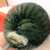 喵皇「捲成福壽螺」睡覺的模樣真的太完美，網友瘋狂投稿...福壽螺貓們都太可愛啦！