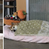 一進門就看到柴柴鋪床躺好躺滿，只差臉上沒有兩行淚，網友看了笑噴：這就是單身狗的日常！