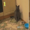 貓咪八次提醒鏟屎官自己的碗空了，鏟屎官才終於「看懂了」去餵飯！網：「這隻貓的脾氣真好」