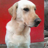 悲慟！搜救犬用盡全力在地震重災區救出7人，卻在完成任務後闔上了眼....