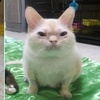 主人抱怨貓長得醜po出照片，原本不相信的網友：「你養的是貓還是鼠？」