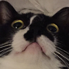 日網友與愛貓一同觀賞《怪獸電力公司》，主子的奇妙反應讓人忍不住想說：毛怪果然是驚嚇公司的第一名啊！