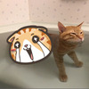 這是張普通到不行的橘貓泡澡照，但網友看到牠泡在水裡的後半身...真的讓網友笑到大噴淚！
