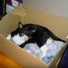 貓奴一天一天記錄喵皇是如何「拆解紙箱」...看到最後真的是太驚人啦！