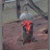 「一打開暖爐後儀式就開始了」這些怕冷的動物躲在暖爐前的反應真的讓人融化！