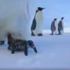 研究員忘了把相機帶走，被國王企鵝霸氣「一腳踹翻」...接下來捕捉到的畫面實在是太可愛啦！