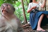 野生猴子對女遊客一見鐘情，各種「攻擊」讓女孩大喊吃不消