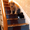 這是戰爭！黃金與貓咪在樓梯間僵持不下，不料牧羊犬的神助攻讓大家笑翻了！