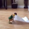 「偶的全都是偶的～♫」興奮的小鸚鵡得到第一件屬於自己的東西，等等那不就是張衛生紙嗎？！