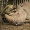 「地球上最後一頭」雄性北非白犀牛45歲安樂死離世...瀕臨絕種「只剩兩隻」！