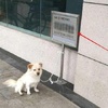 去銀行看到一隻狗被綁在牌子上，正覺得不當，上前看到上面的字：嗯，挑不出毛病