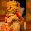 在網路上發現「像絨毛娃娃」的貓咪，一查牠的品種...實在太珍貴了！！（附影片）
