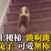 柯基爬樓梯超可愛！但是獸醫師提出警告...養長型犬的主人都要知道！！