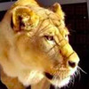 被馬戲團關13年的獅子重獲自由，牠「第一次踏到土地」的表情...所有人看了忍不住落淚！！